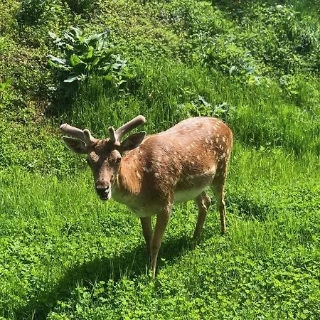 Hotel Gold Your Rodzinny